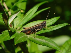 Omocestus rufipes