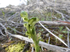 Pterostylis cycnocephala
