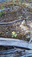 Pterostylis cycnocephala