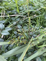 Pandorea jasminoides