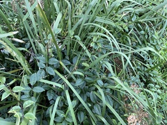 Pandorea jasminoides