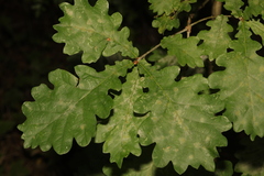 Quercus robur