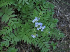 Polemonium californicum