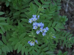 Polemonium californicum