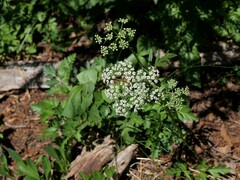 Ligusticum grayi