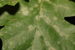 Erysiphe alphitoides