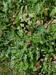 Ligusticum grayi