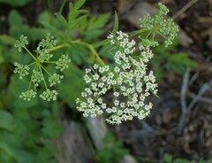 Ligusticum grayi