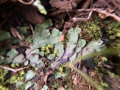 Plagiochasma rupestre