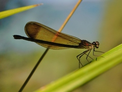 Calopteryx haemorrhoidalis