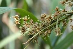 Cladium mariscus
