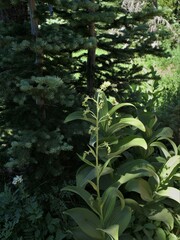 Veratrum viride eschscholtzianum