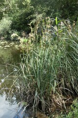 Cladium mariscus