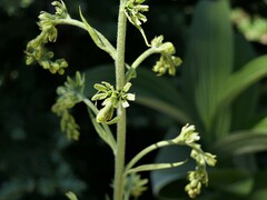 Veratrum viride eschscholtzianum