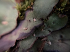 Plagiochasma rupestre