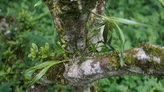 Pholidota cantonensis