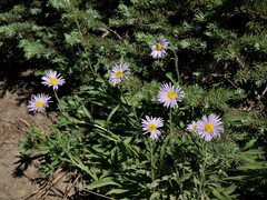 Erigeron glacialis