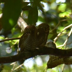 Glaucidium radiatum
