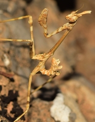 Empusa pennata