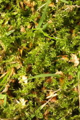 Rhytidiadelphus squarrosus