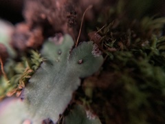 Plagiochasma rupestre