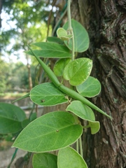 Vincetoxicum hirsutum