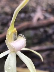 Caladenia fulva