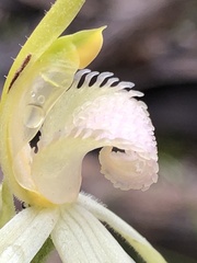 Caladenia fulva