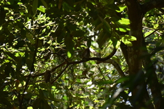 Glaucidium radiatum
