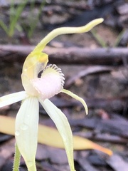 Caladenia fulva