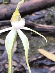 Caladenia fulva