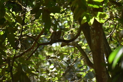 Glaucidium radiatum