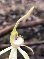 Caladenia fulva