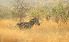 Equus quagga chapmani