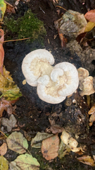 Polyporaceae