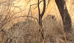 Panthera pardus pardus