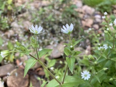 Stellaria aquatica