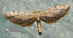 Idaea incalcarata