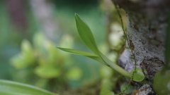 Pholidota cantonensis