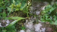 Pholidota cantonensis