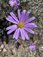 Olearia