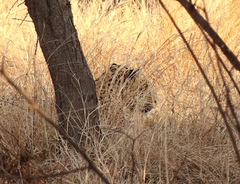 Panthera pardus pardus