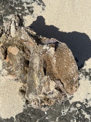 Pyura praeputialis
