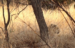 Panthera pardus pardus