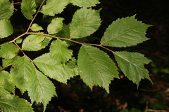 Ulmus glabra