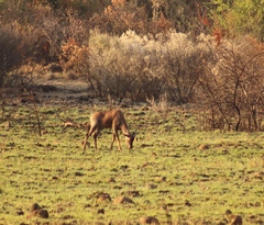 Alcelaphus buselaphus caama