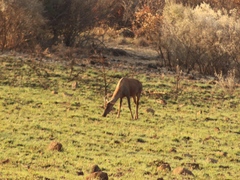Alcelaphus buselaphus caama