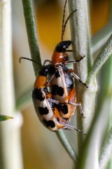 Paranapiacaba tricincta