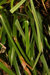 Carex pendula