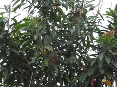 Protorhus longifolia